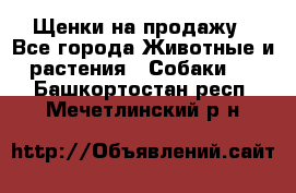 Щенки на продажу - Все города Животные и растения » Собаки   . Башкортостан респ.,Мечетлинский р-н